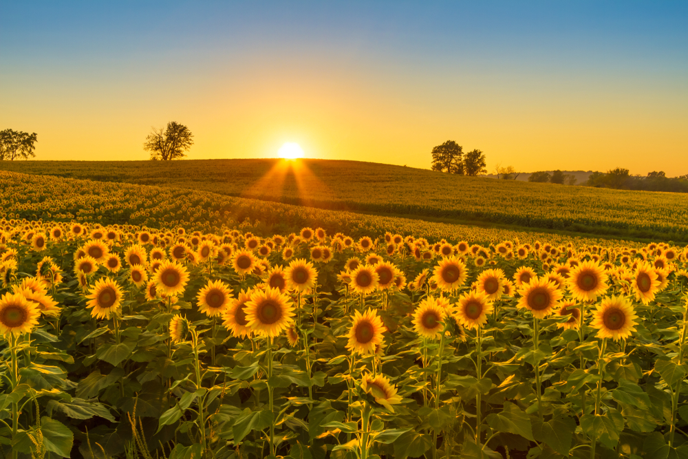 midwest landscape with lovely sunflowers