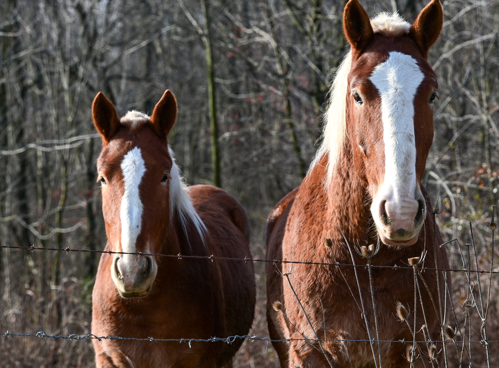 Horses looking over a gate