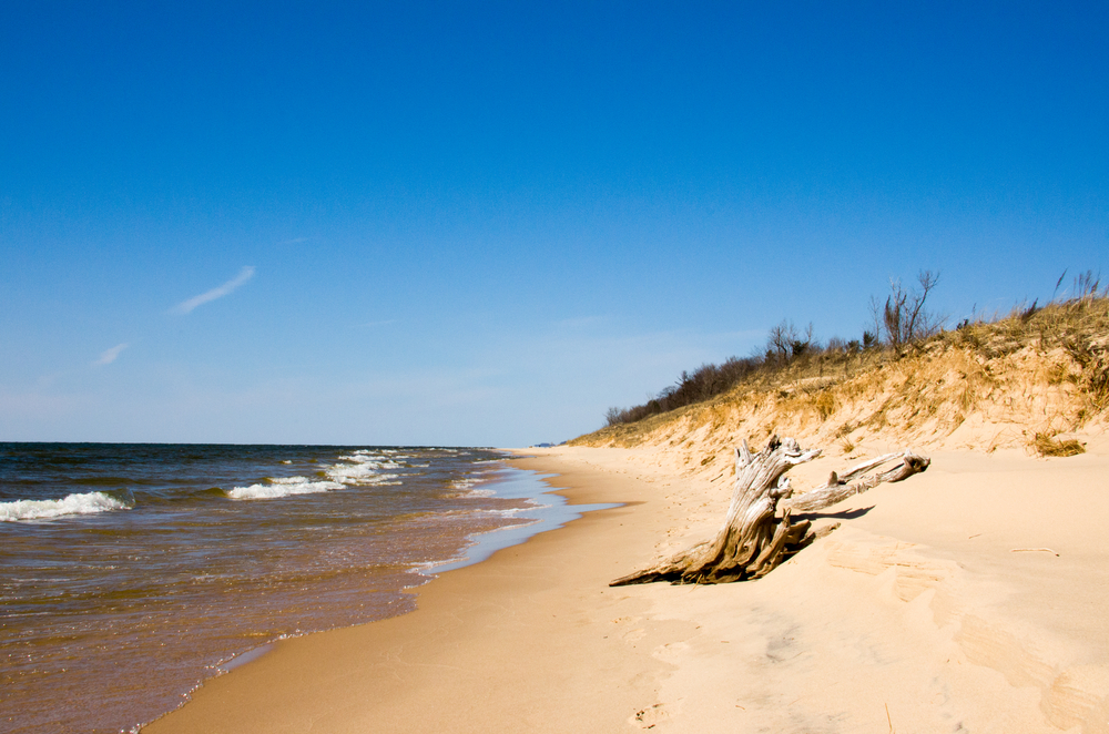 A beach with driftwood in an article about the best beaches in Michigan