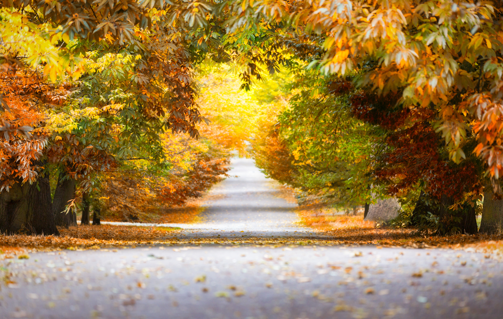path under autumn trees