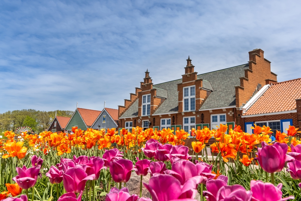 tulip gardens planted in front of dutch style buildings towns in michigan