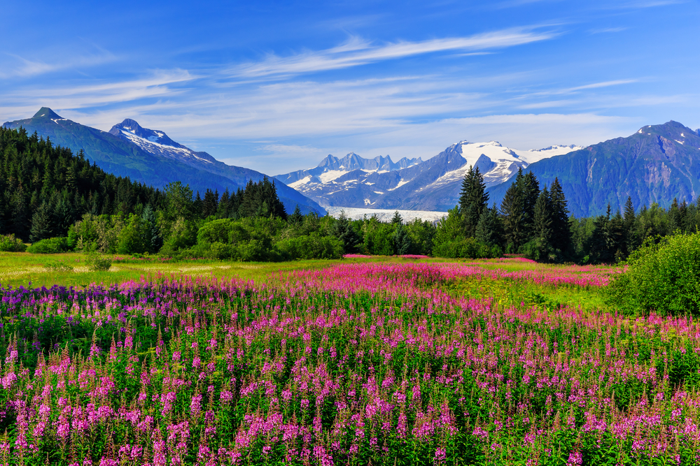 colorful flower meadow with mountains in the back