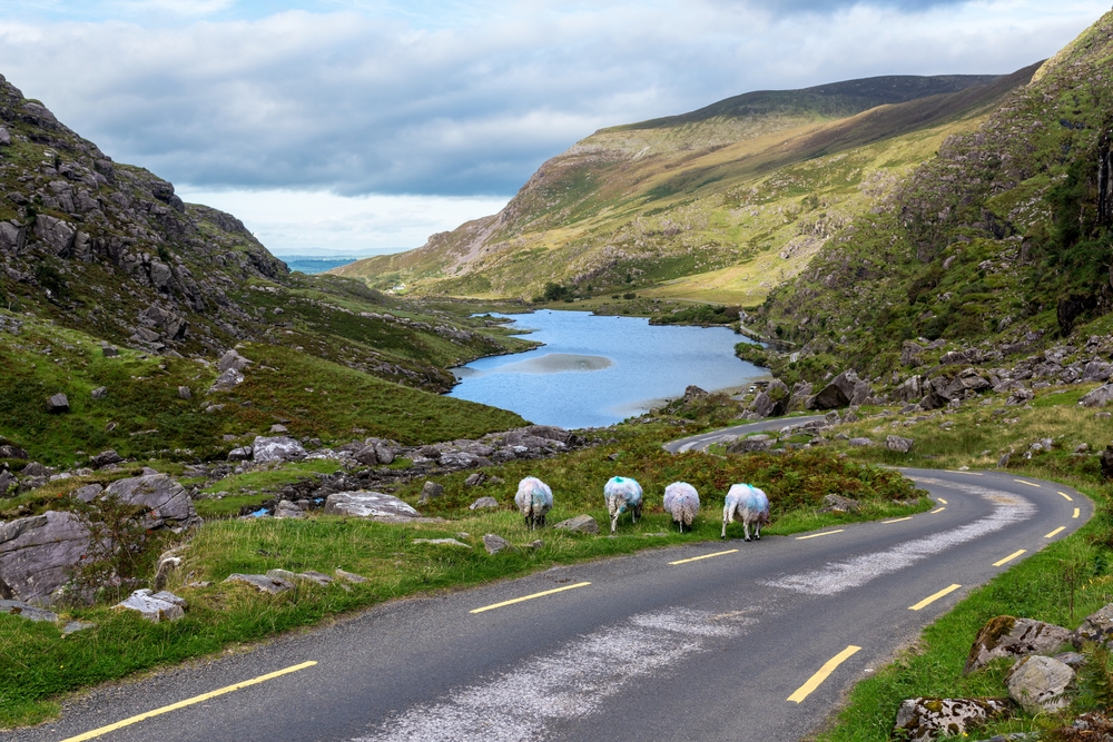 a lake surrounded by mountains and sheeps walking on the road things to do in killarney