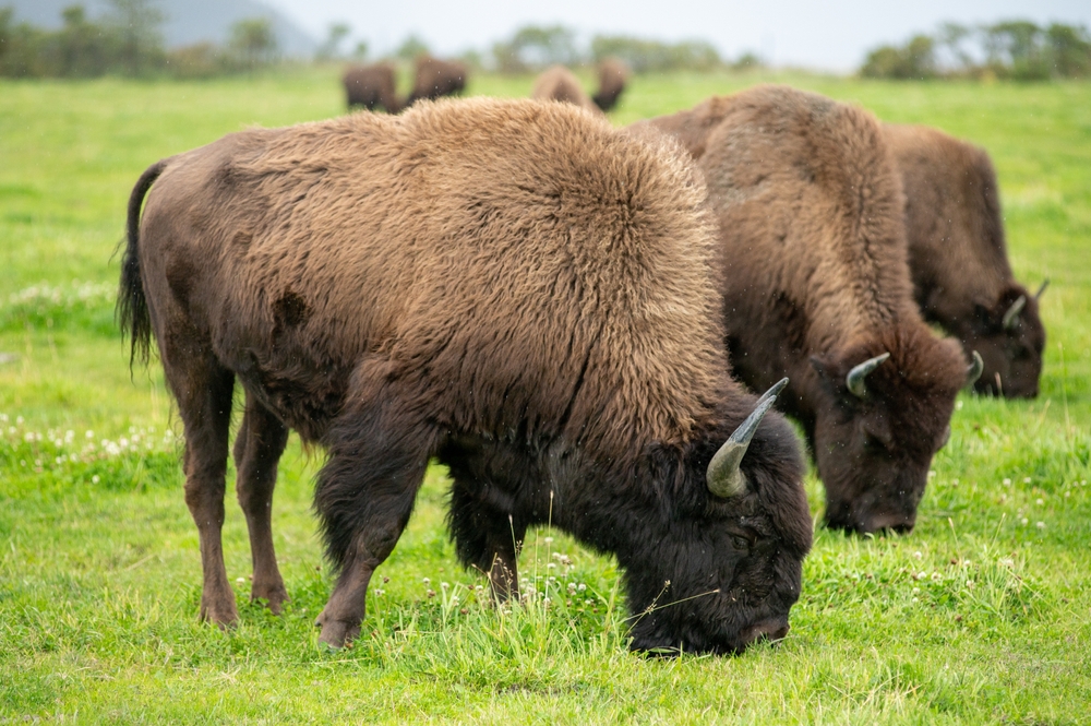 bisons feeding together
