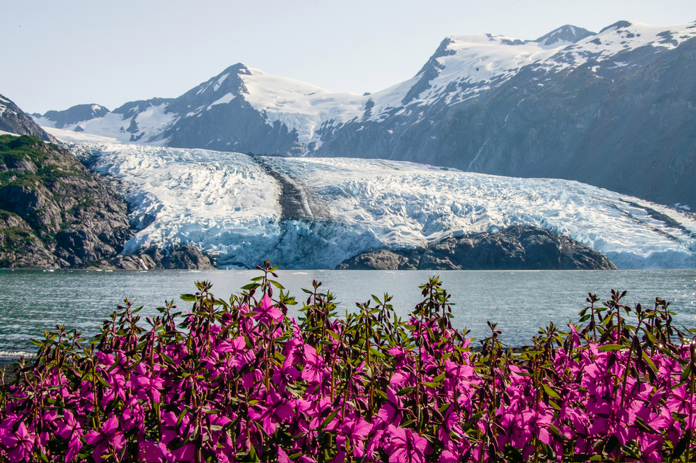 view of glacier from behind magenta colored flowers