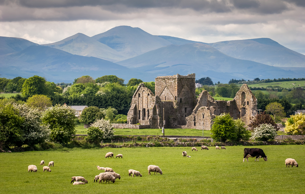 old ruins in a meadow with mountains in the backdrop and sheeps grazing in the field in front
