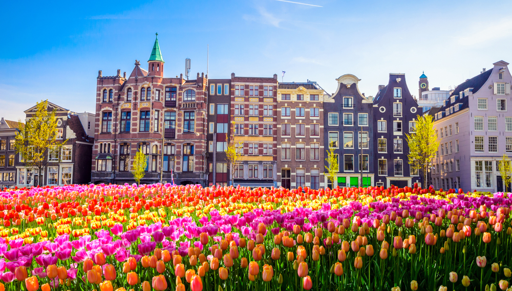 traditional old buildings with tulips in front of them traveling to amsterdam