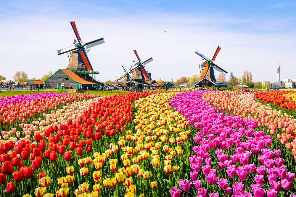 landscape with tulips and traditional dutch windmills 