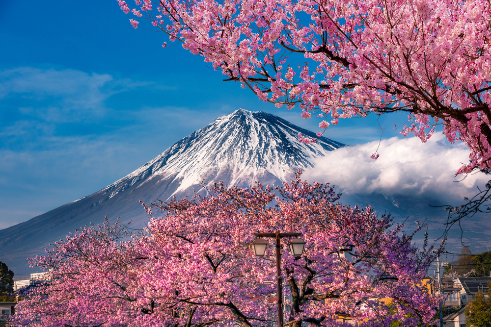 snow covered peak of a mountain with cherry blossom trees