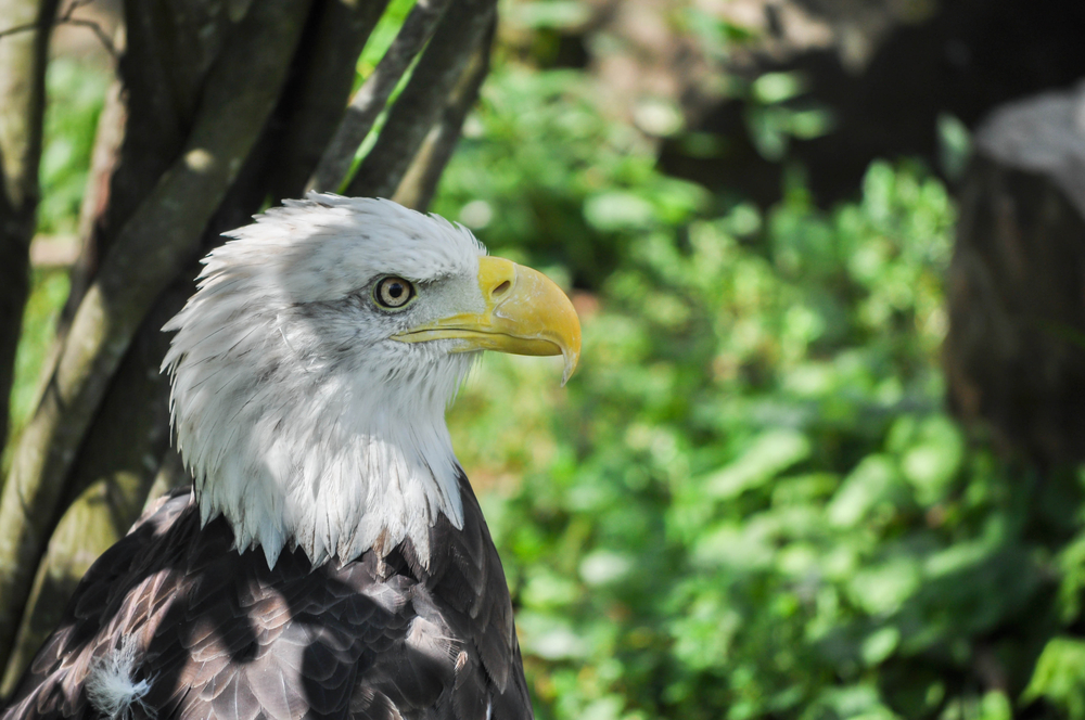 close up of bald eagle