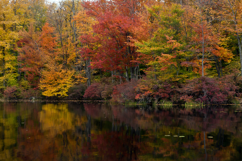 autumn trees beside a river 
