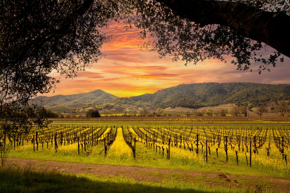 vineyards in front of mountains during an orange sunset sky