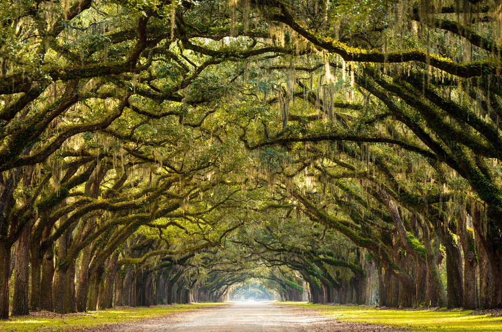 long path lined with ancient live oak trees romantic getaways in the USA