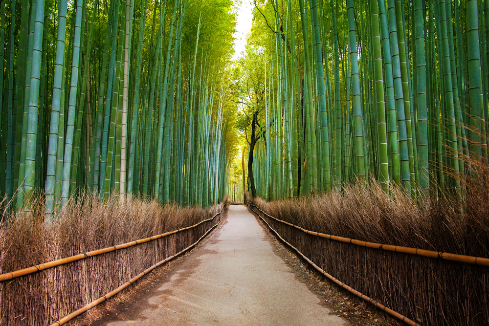bamboo forest best things to do in kyoto