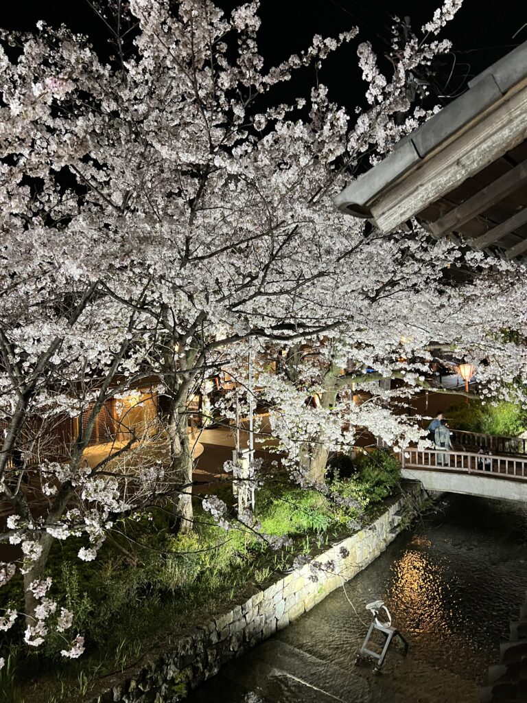 cherry blossom tree beside river at night