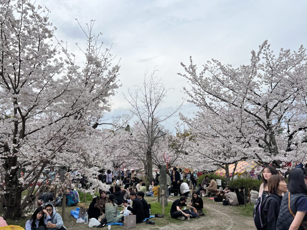 people sitting under cherry blossom trees