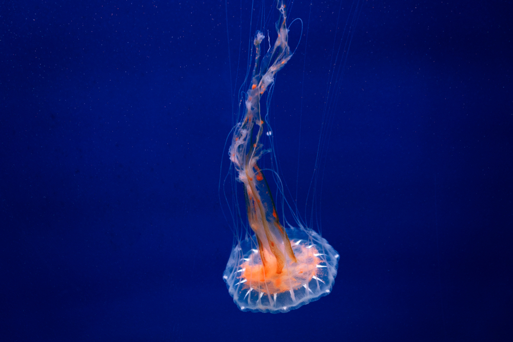 colorful jellyfish floating christmas in charleston