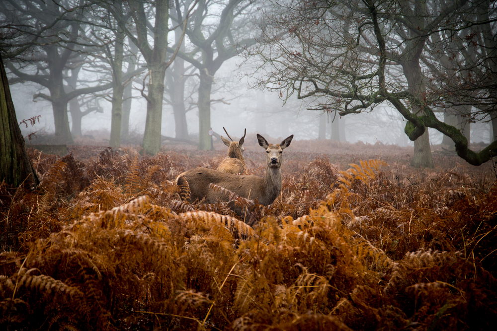 deer in the fog in a park 