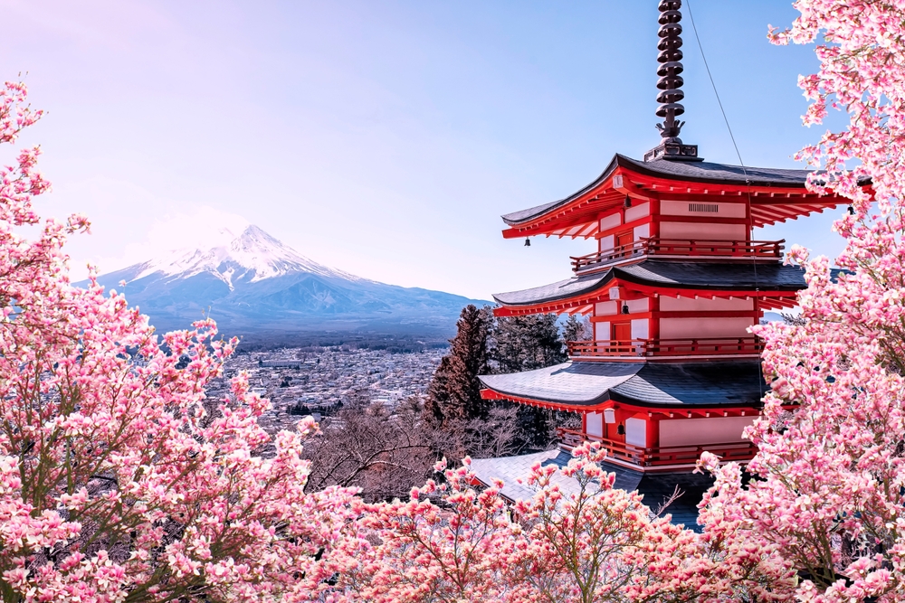 cherry blossom surrounding a temple with a snow covered mountain peak in the distance