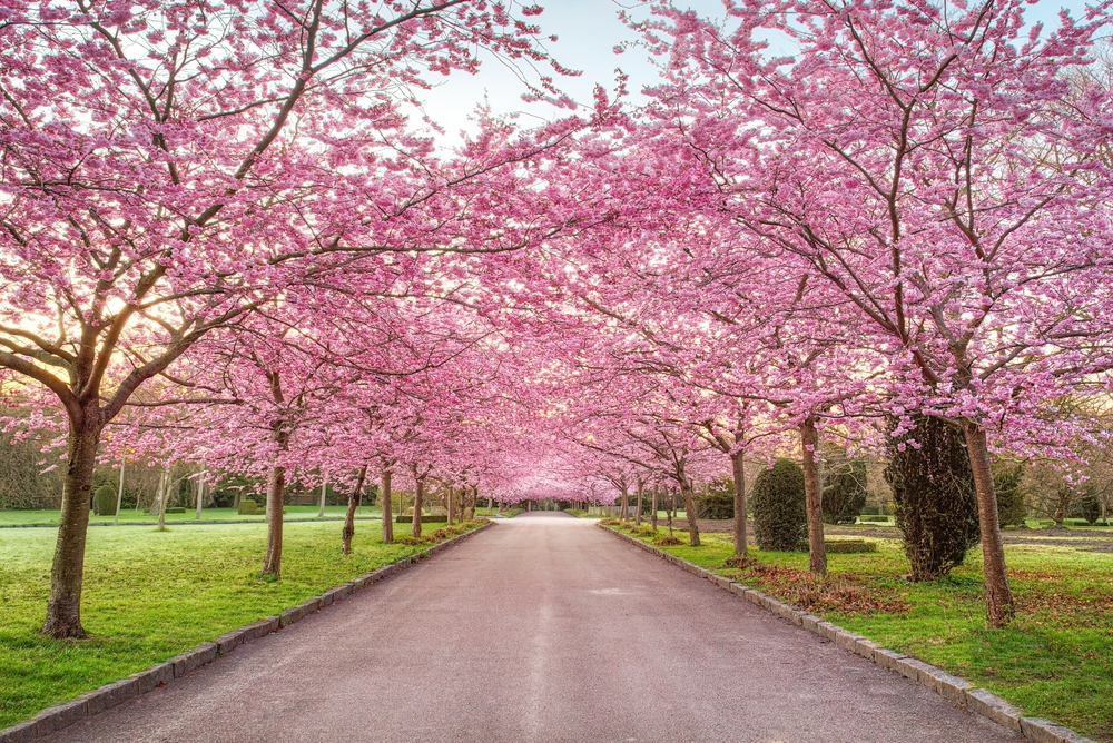 cherry blossom trees lining the road spring in europe