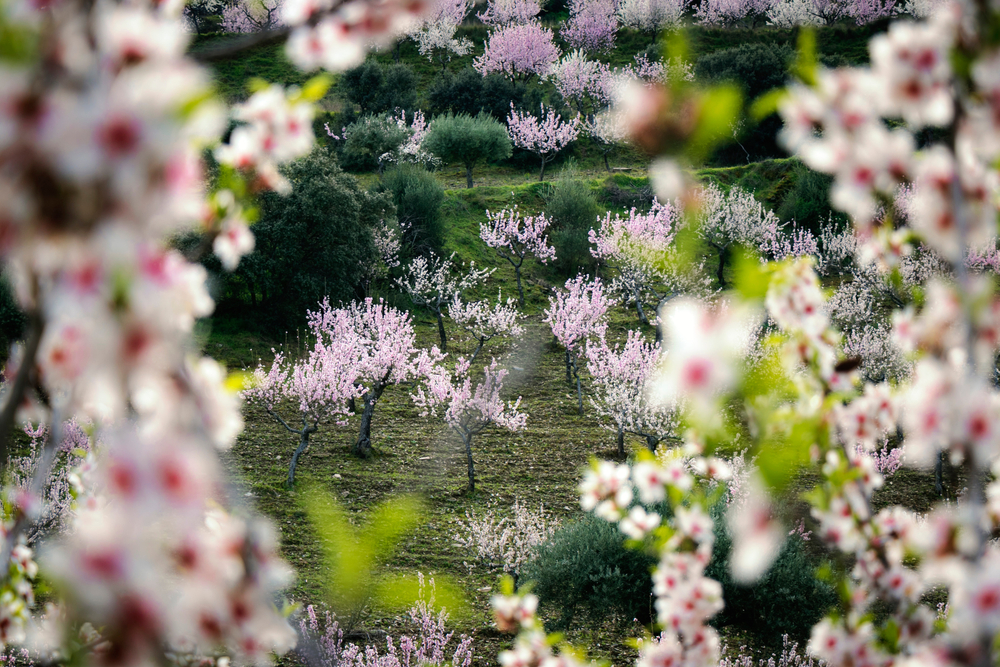 pink white flower trees in a garden spring in europe