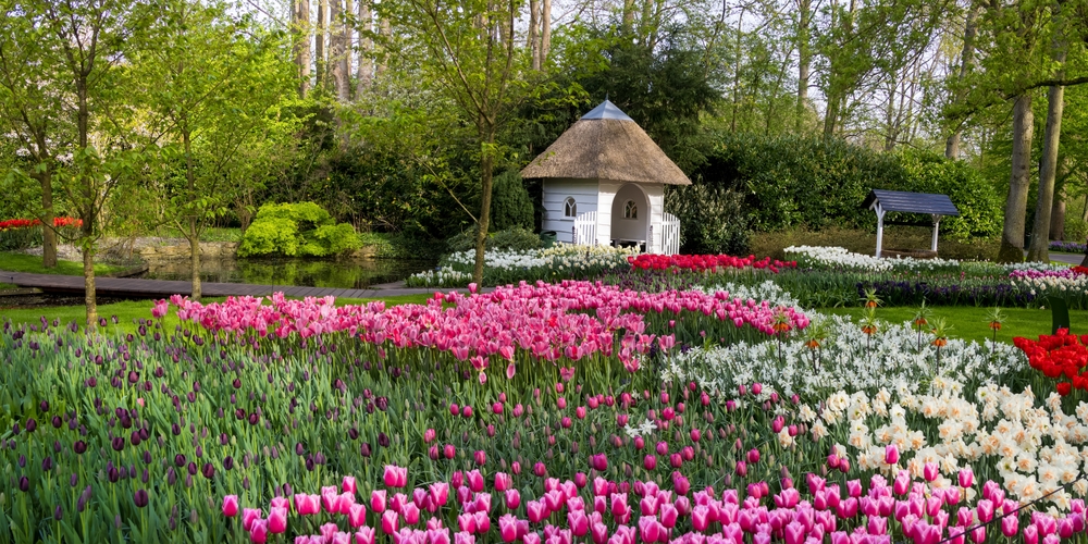 panoramic view of garden with tulips spring in europe