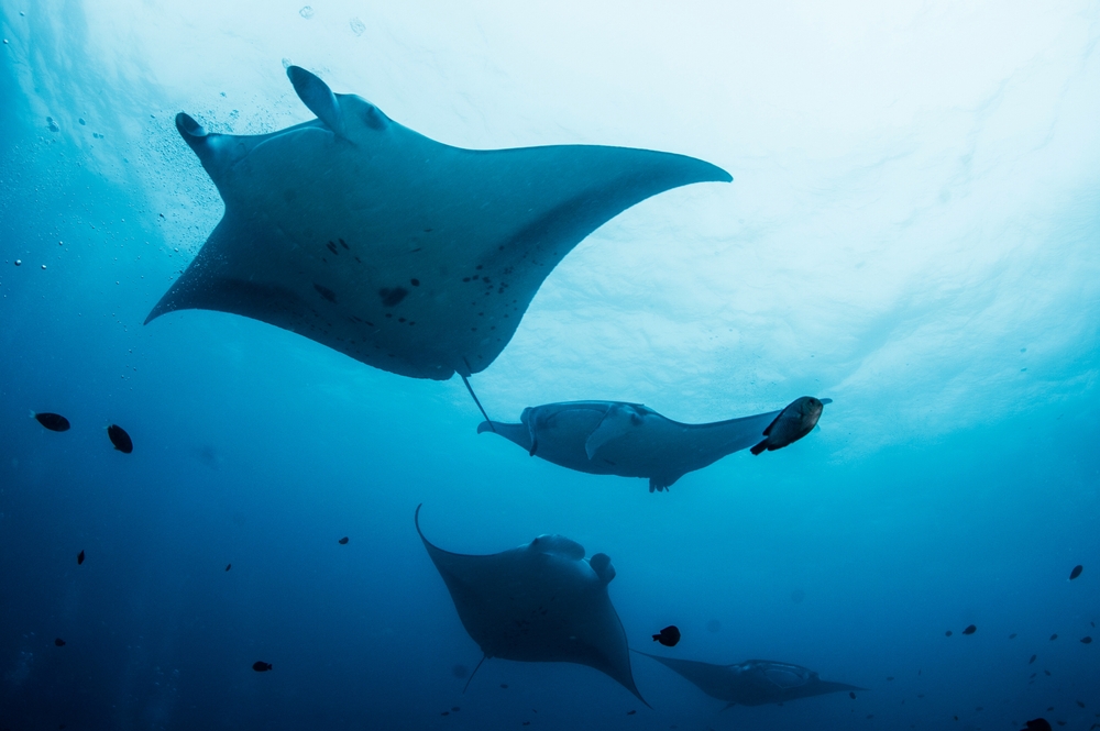 manta rays swimming in the ocean traveling to the maldives