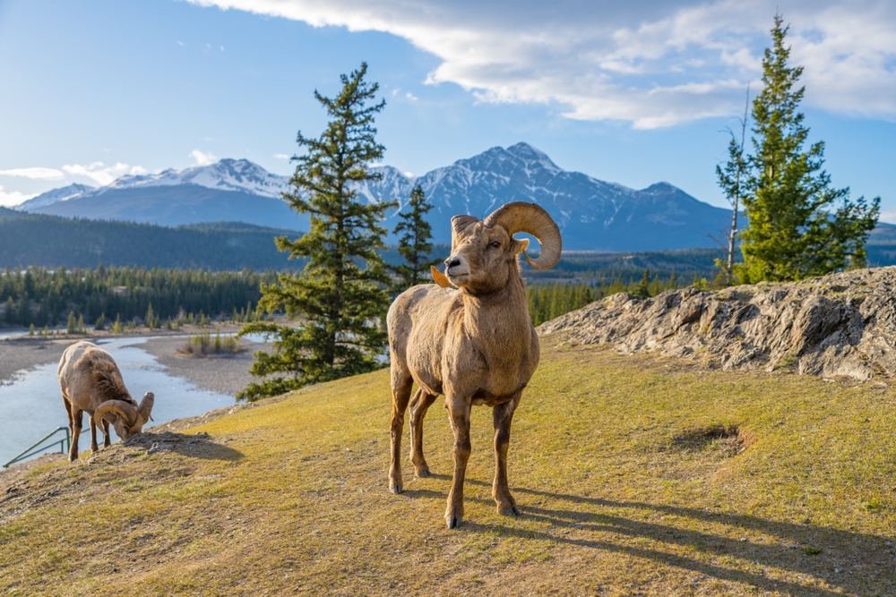 bighorn sheeps standing on land things to do in jasper