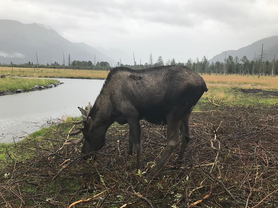  moose eating with river to left and mountains in background with cloudy sky.
