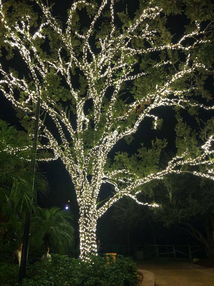 BG Christmas town white lights on tree