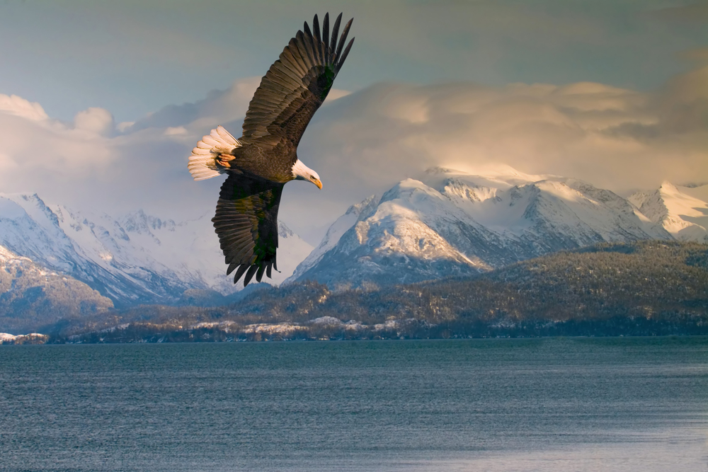 looking at majestic bald eagles is one of the things to do in Homer