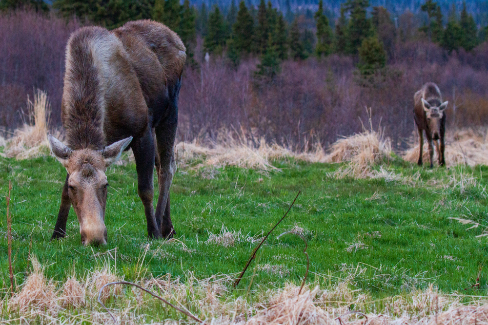 Le cose da fare a Homer includono tenere d'occhio la fauna selvatica