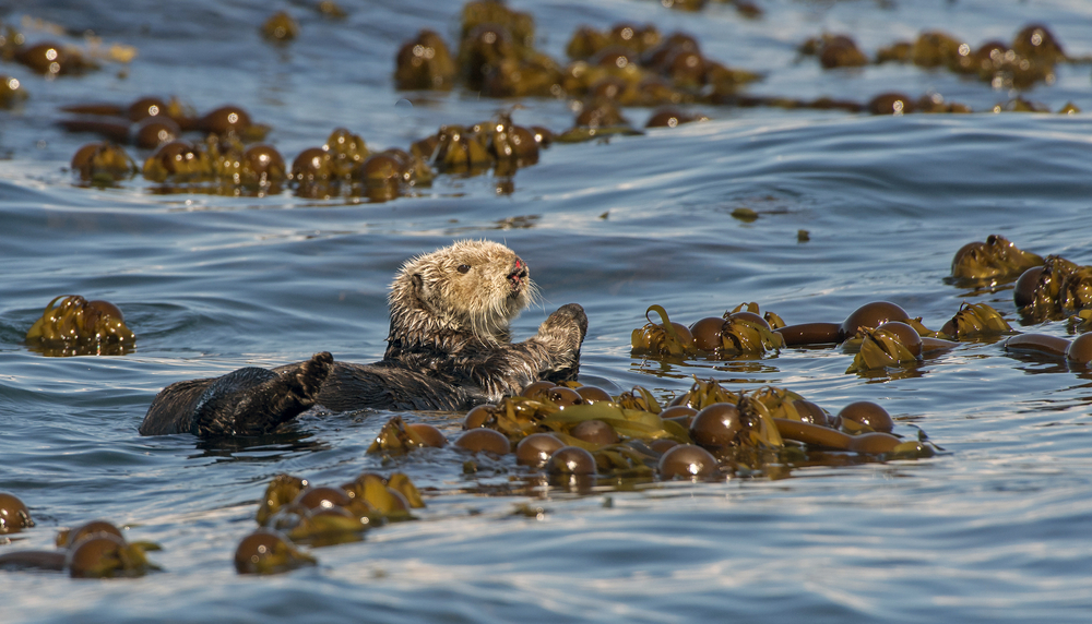 Searching out wildlife is a great thing to do when visiting Homer