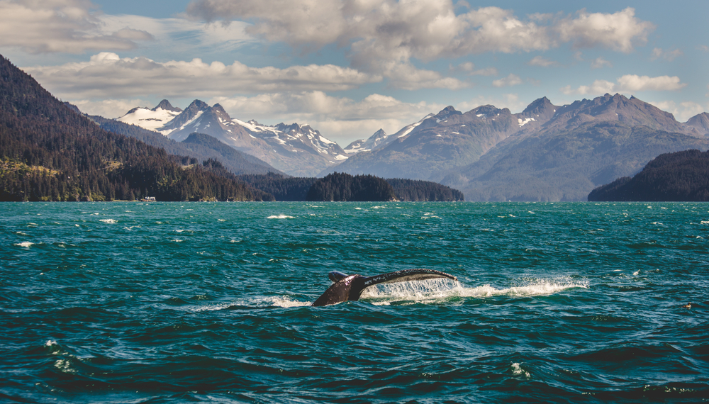 Visualización de ballenas en Homer Alaska