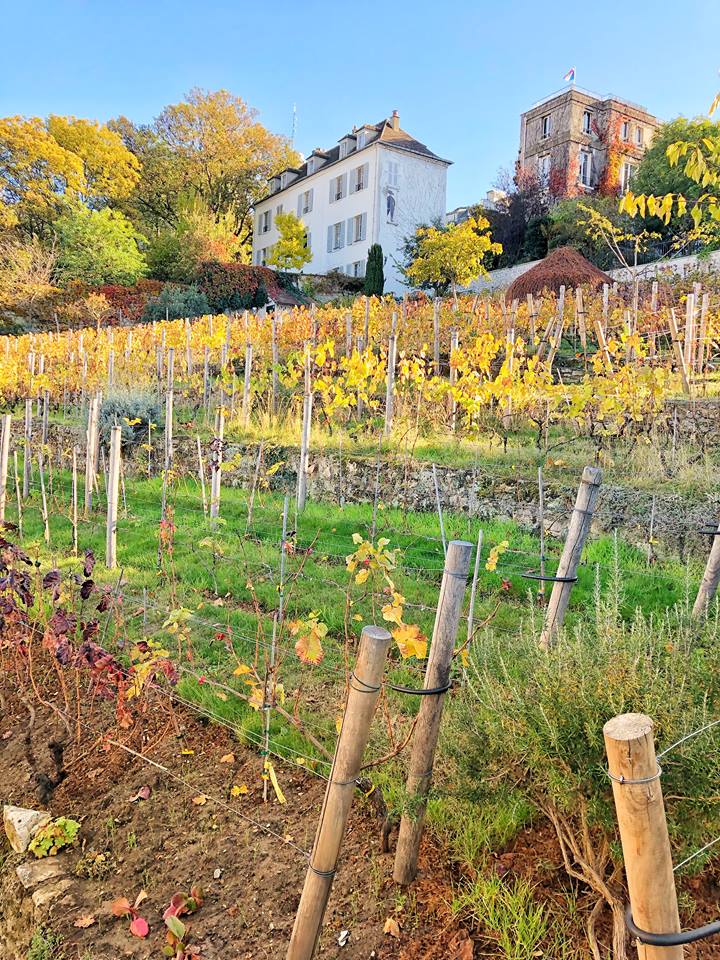 Unusual things to do in Paris vineyard