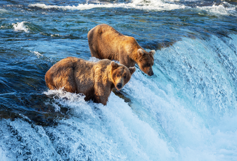 Alaska brown bears are so exciting to see