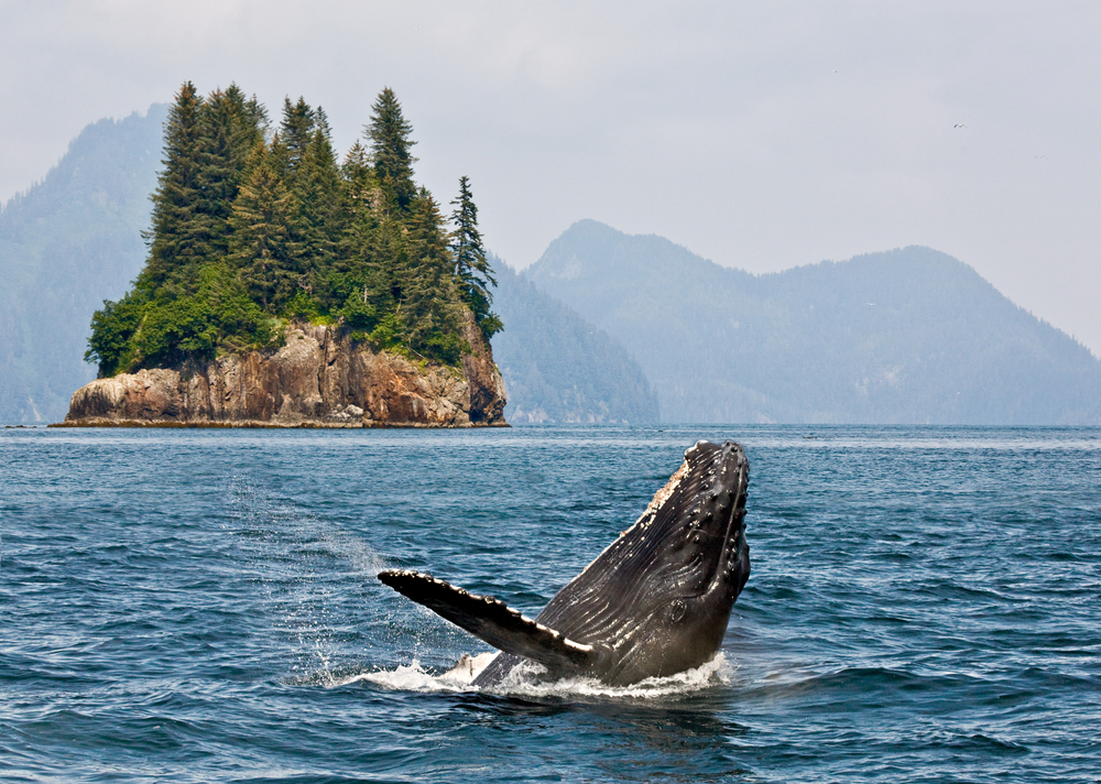 Humpback whale jumping out of water with island in background covered with evergreen trees.