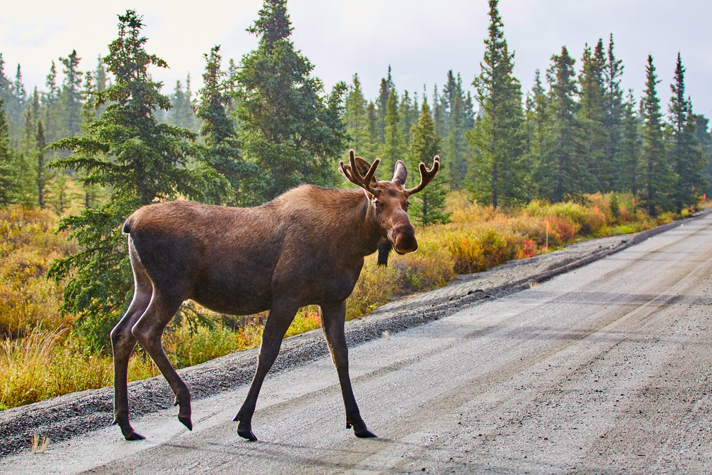 9 things to know before visiting Alaska is viewing wildlife