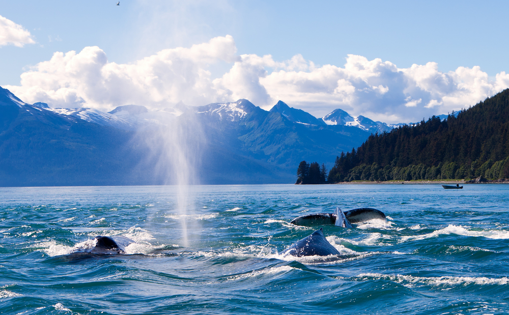 Pod of whales in blue water with water spraying. Mountains in background.