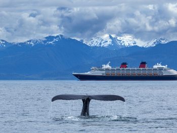 Alaska cruise ship with snow top covered mountains in background and whale tail out of water in foreground