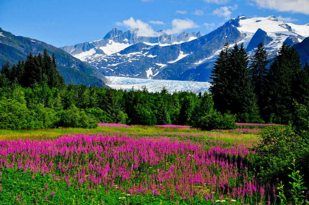 Snow-capped mountains and a glacier in the distance with a meadow filled with purple fireweed in the foreground.
