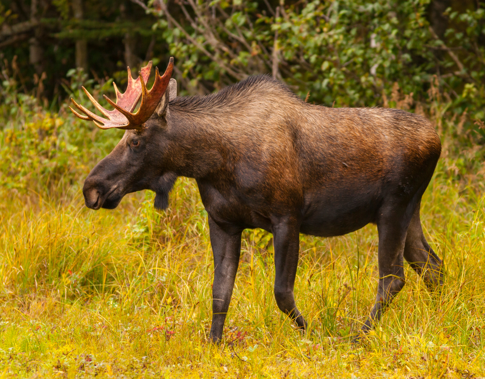 Viewing moose out in the wild is on of the most exciting things to do in Anchorage