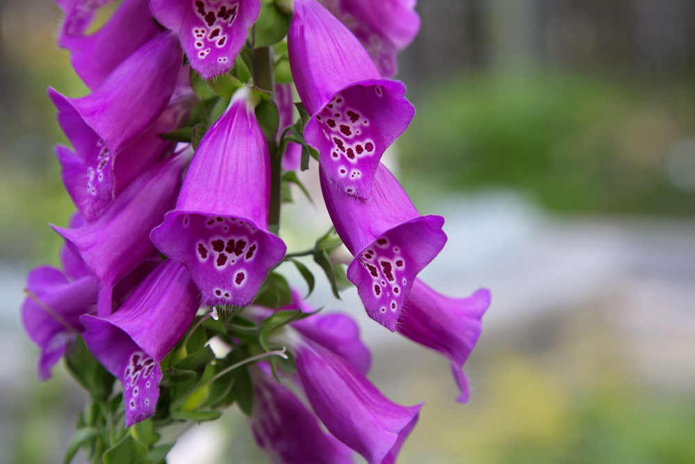 Purple foxglove is grown at the Alaska Botanical Gardens