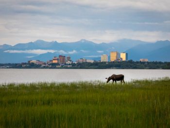 Looking for wildlife is one of the great things to do in Anchorage
