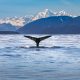 Looking for wildlife is exciting when visiting Alaska and staying at an Alaska Airbnb