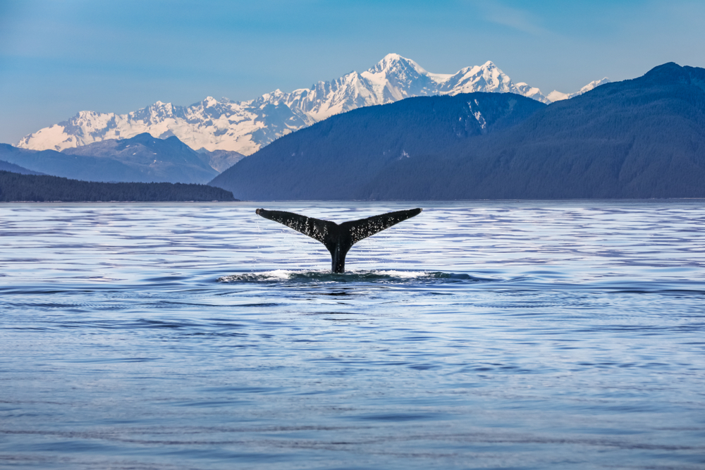 Looking for wildlife is exciting when visiting Alaska and staying at an Alaska Airbnb
