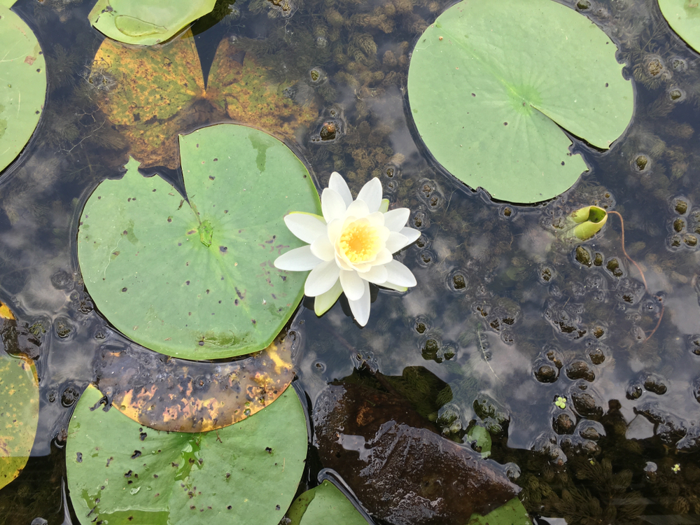 Single blooming white lily surrounded by several green lily pads floating in water.