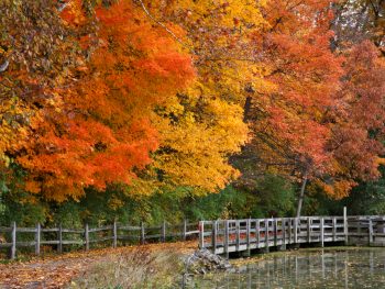Ohio's brilliant trees in autumn make the state one of the best places to see fall foliage in Ohio