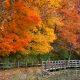 Ohio's brilliant trees in autumn make the state one of the best places to see fall foliage in Ohio