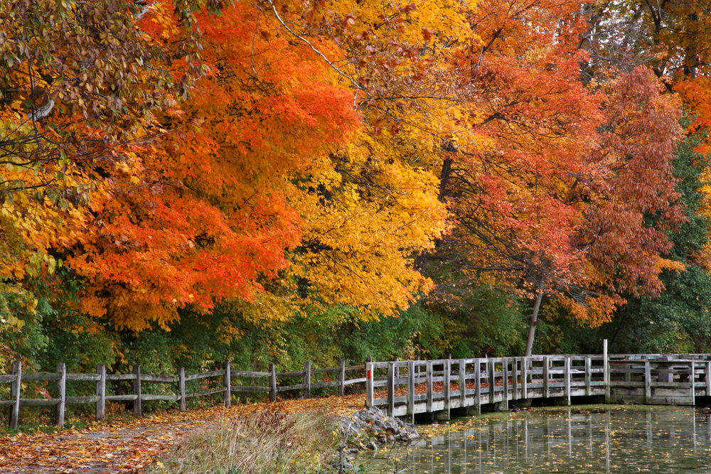 Ohio's brilliant trees in autumn make the state one of the best places to see fall foliage in Ohio